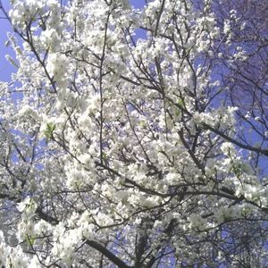 Meet your Posher, Caryl